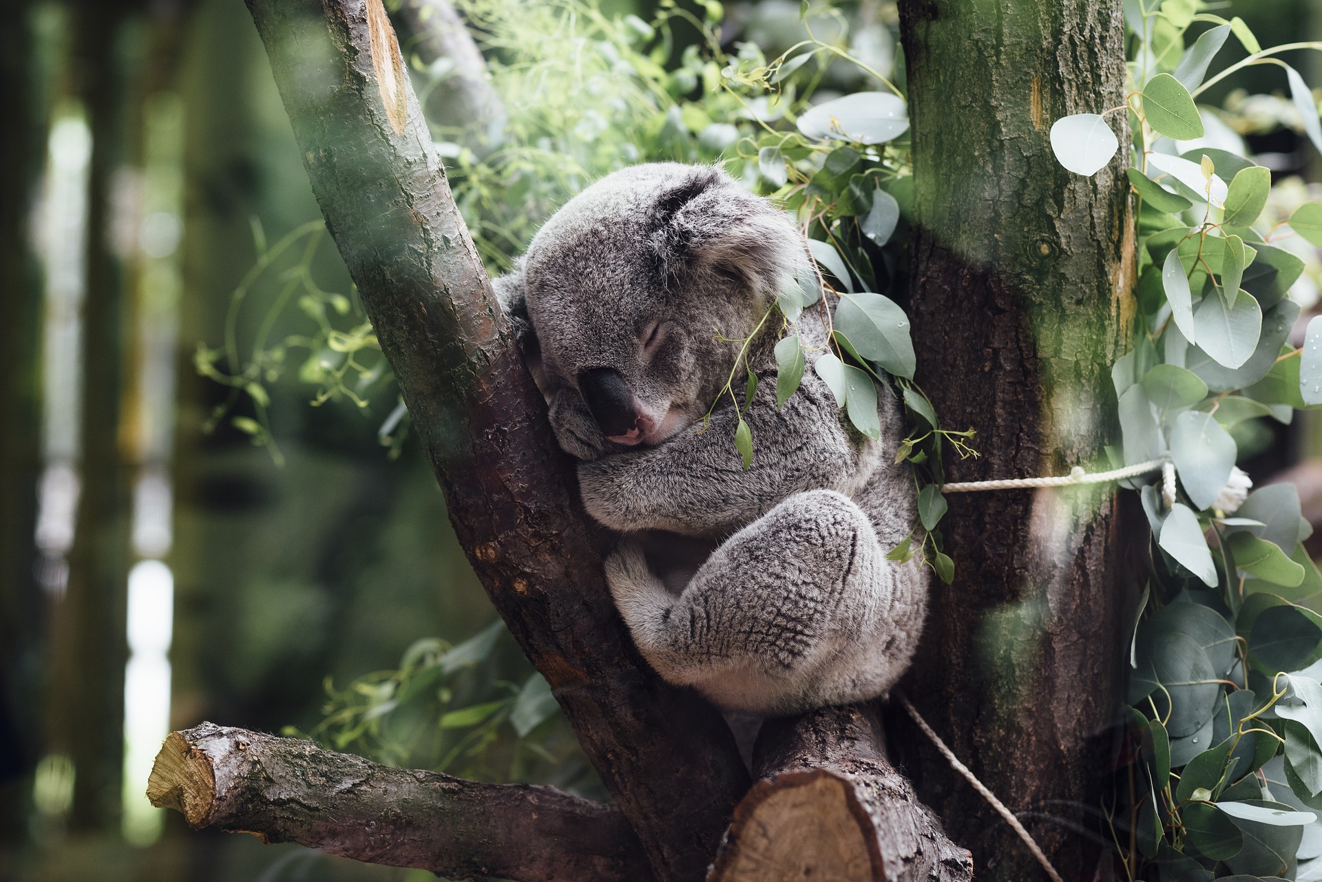 koala-durmiendo